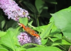 Peacock Butterfly July 2019